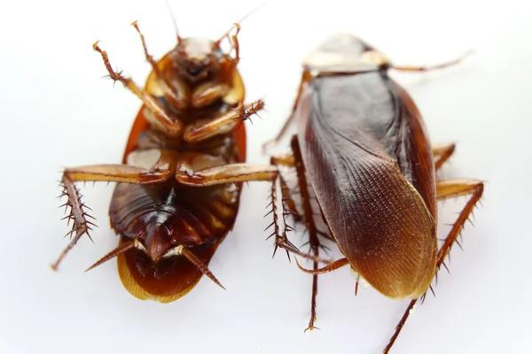 Sydney's Premier Cockroach Extermination Experts